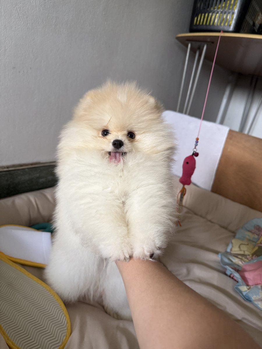mainkland's tweet photo. @ponytempura จับทีมือหายเยยเพราะจมขน😂😂 https://t.co/qBTf4RIQtA