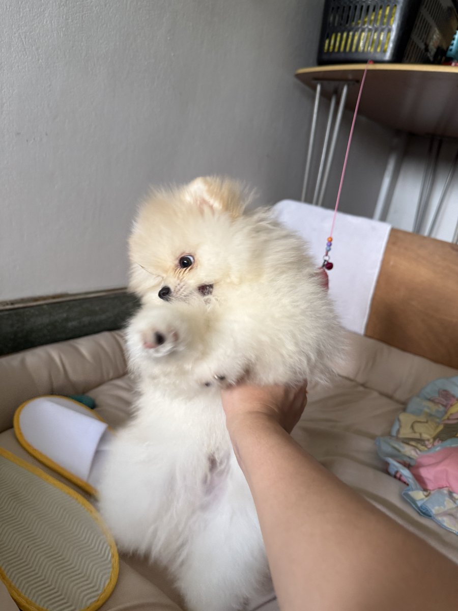 mainkland's tweet photo. @ponytempura จับทีมือหายเยยเพราะจมขน😂😂 https://t.co/qBTf4RIQtA