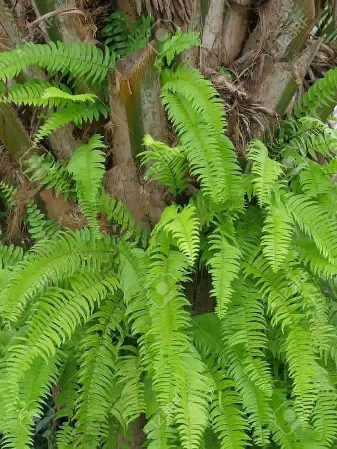 ThaOracleOfAges's tweet photo. NATURAL HERBAL PREPARATION FOR PEOPLE LIVING WITH DIABETES... 

If you are living with diabetes and are interested in using traditional herbal remedies as a complementary 

ITEMS:

• A good quantity of fresh fern leaves

• Clean water

PREPARATION; https://t.co/dyMxgwjuLa