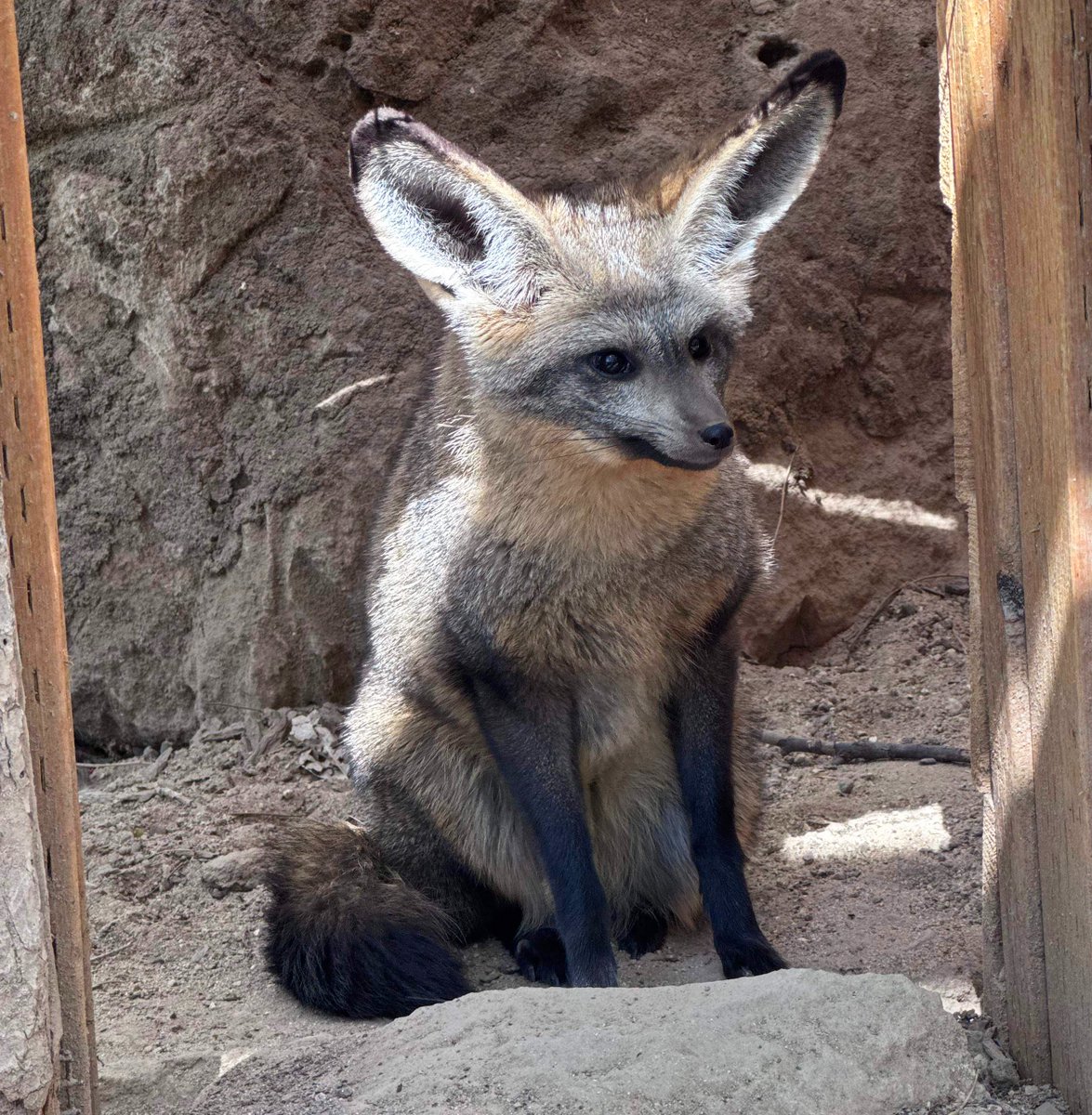 ZooBoise's tweet photo. We offer a variety of programs that let all ages experience Zoo Boise in new ways. Our fall catalog is now fully open for registration!

School break camps, adult trivia night, adaptive evening, stroller safaris, and more: https://t.co/2ATHhgro1D

📷: Bat-eared fox Fern by Murphy https://t.co/iQotnfj7ek