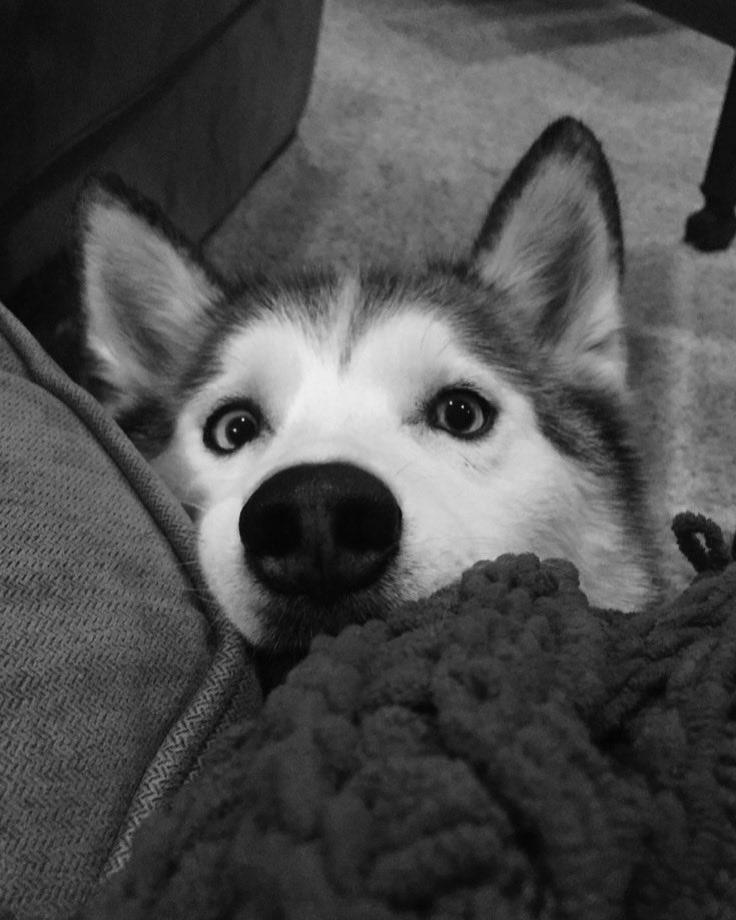 nightmours's tweet photo. Loki me encarando porque eu disse a palavra favorita dele (passeio), é a coisa que ele mais ama na vida. a segunda sou eu… ou a terceira. talvez a comida venha antes também. https://t.co/gHu4a8iVp8