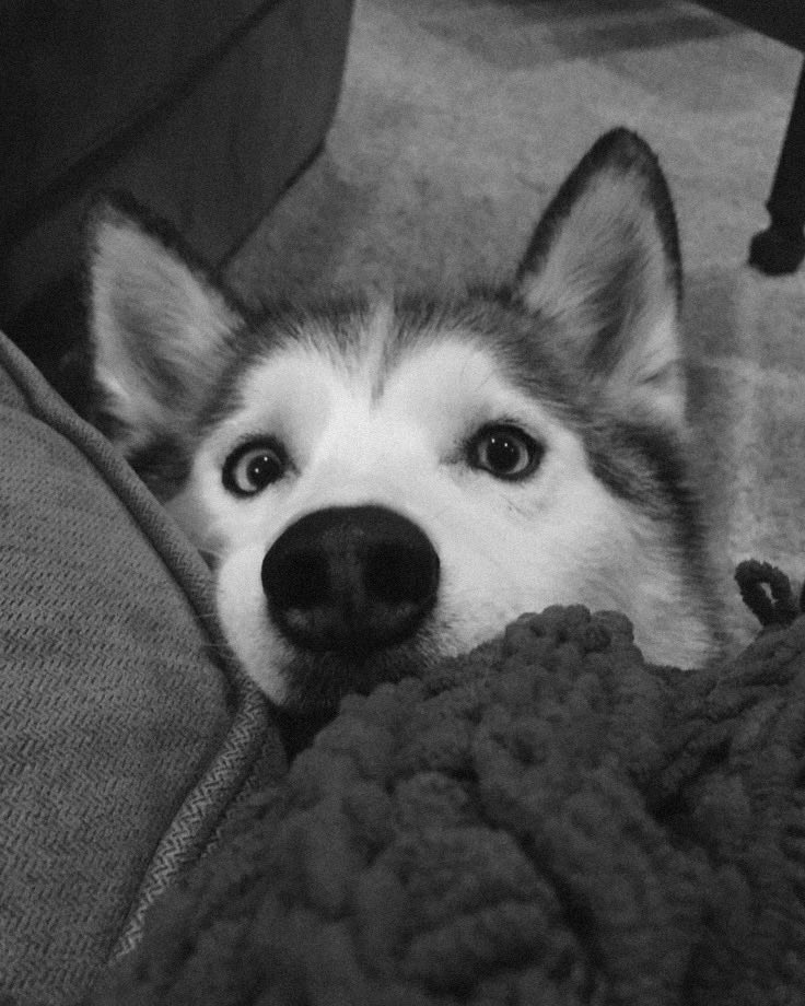 nightmours's tweet photo. Loki me encarando porque eu disse a palavra favorita dele (passeio), é a coisa que ele mais ama na vida. a segunda sou eu… ou a terceira. talvez a comida venha antes também. https://t.co/gHu4a8iVp8