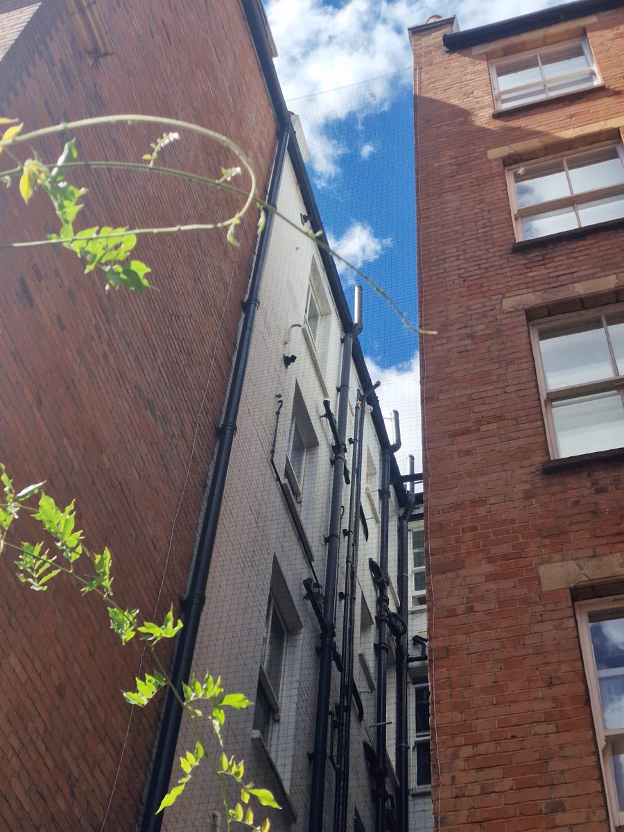 pbclimited's tweet photo. #Putney #SWLondon installation of #birdnetting #pigeonnetting by #ropeaccess #birdcontrol https://t.co/k6dCBoTvzN