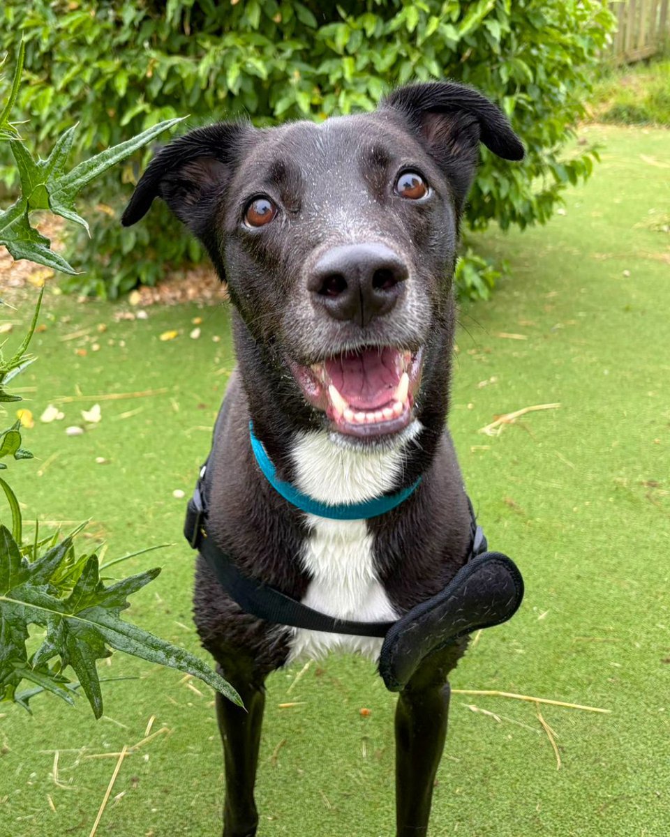 DT_WestLondon's tweet photo. Look at Pepsi's sweet face?! 🥰

This lovely boy adores splashing around in the water and playing with his favourite basketball toy!

Pepsi's profile: https://t.co/kNigBPm7H2 https://t.co/7FcaUpKEZa