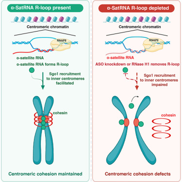 MolecularCell's tweet photo. Online Now: α-Satellite RNA maintains centromeric cohesion through R-loops https://t.co/Y8qb3J1QkE https://t.co/kXIUTMuDIK