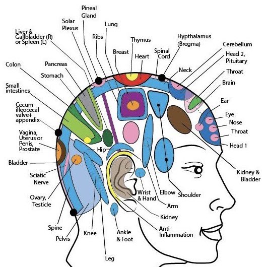 PeytonElroy's tweet photo. Regularly massaging your head (or having someone do it for you) is an amazing way to stimulate blood flow and life force energy to your organs

Remember, the body is deeply interconnected so tight spots on a scalp can speak to where organ “processing” may be slower or restricted https://t.co/c8h5UaLBzB