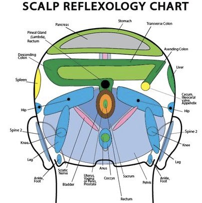 PeytonElroy's tweet photo. Regularly massaging your head (or having someone do it for you) is an amazing way to stimulate blood flow and life force energy to your organs

Remember, the body is deeply interconnected so tight spots on a scalp can speak to where organ “processing” may be slower or restricted https://t.co/c8h5UaLBzB