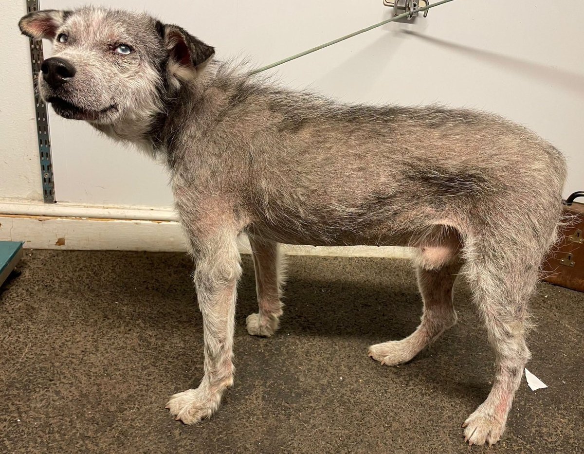 AdoptionsUk's tweet photo. Please retweet, appeal for information  #NORFOLK #UK
Found 31 July 2026💔💔💔 
We are appealing for any information as to how this dog ended up running loose near to a crate and dog belongings on Magdalen Road, Kings Lynn- for a number of days this week. The dog is now safe and under veterinary care but we are keen to hear from anyone that may know where the dog is from** 
If you have any information regarding this dog please get in touch quoting KL 32/26 🐾
https://t.co/IV3dOrNIBc 
Now in a council pound, rescue shelter space needed asap. 

Email 
info@animalwardenservices.co.uk

Facebook 
https://t.co/gA5vBeAZWK

#KingsLynn #England @DogLostUK @MissingPetsGB @millypod1 @AndrewRosindell @KatieAmess #dogs  #adoptdontshop #pets