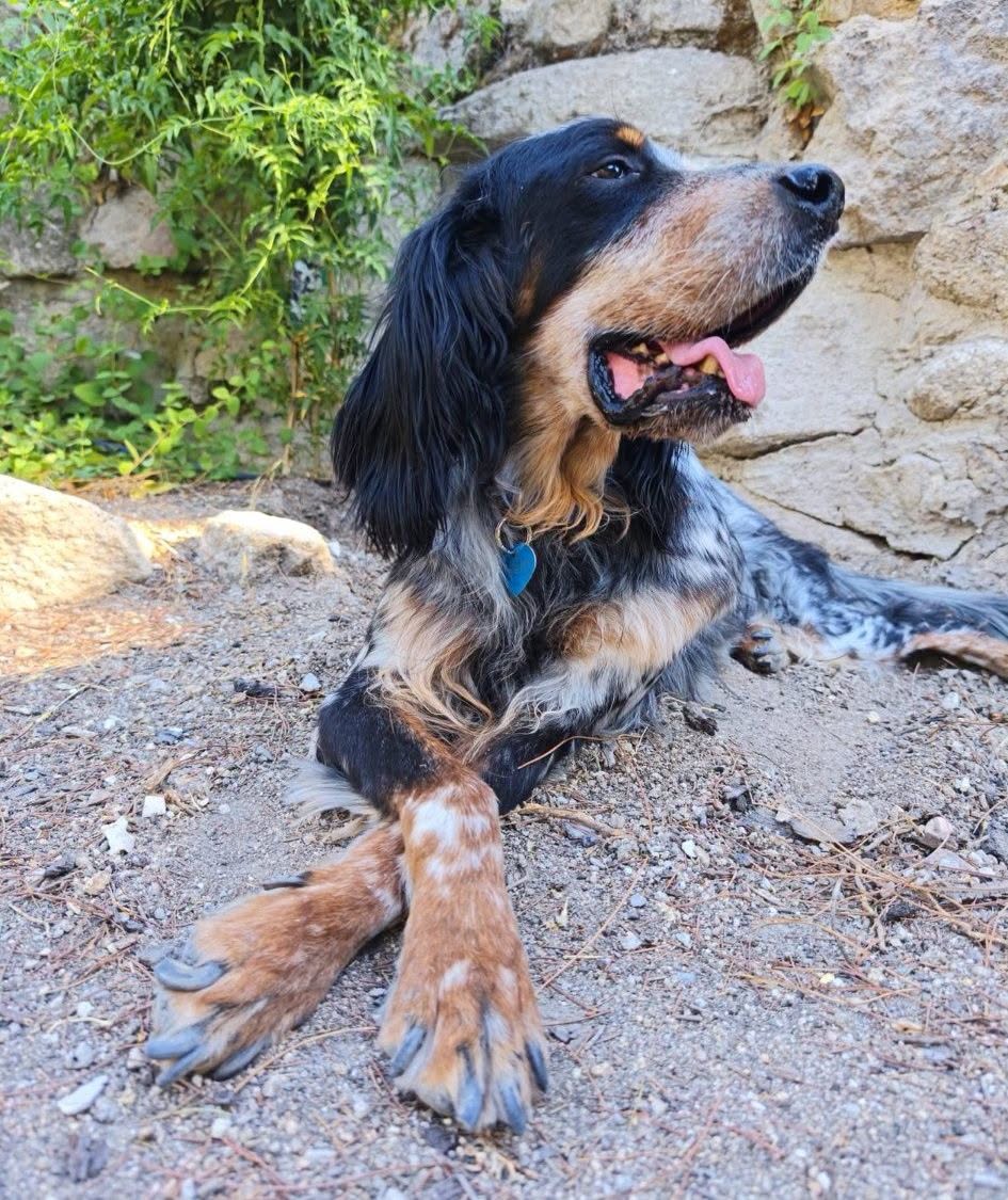 SosAbuelos1's tweet photo. Solo #MADRID
#ORIÓN tiene 7 añitos. "Su familia no podía cuidarlo"

Es el peque más paciente, más dulce  que existe

Sociable con niños, perros y gatos

Es positivo en leishmania (perfectamente controlada) con su tratamiento.

Contacto: facenuevavida@gmail.com 
@NuevaVidaAdop https://t.co/AWdqAW0Ik7
