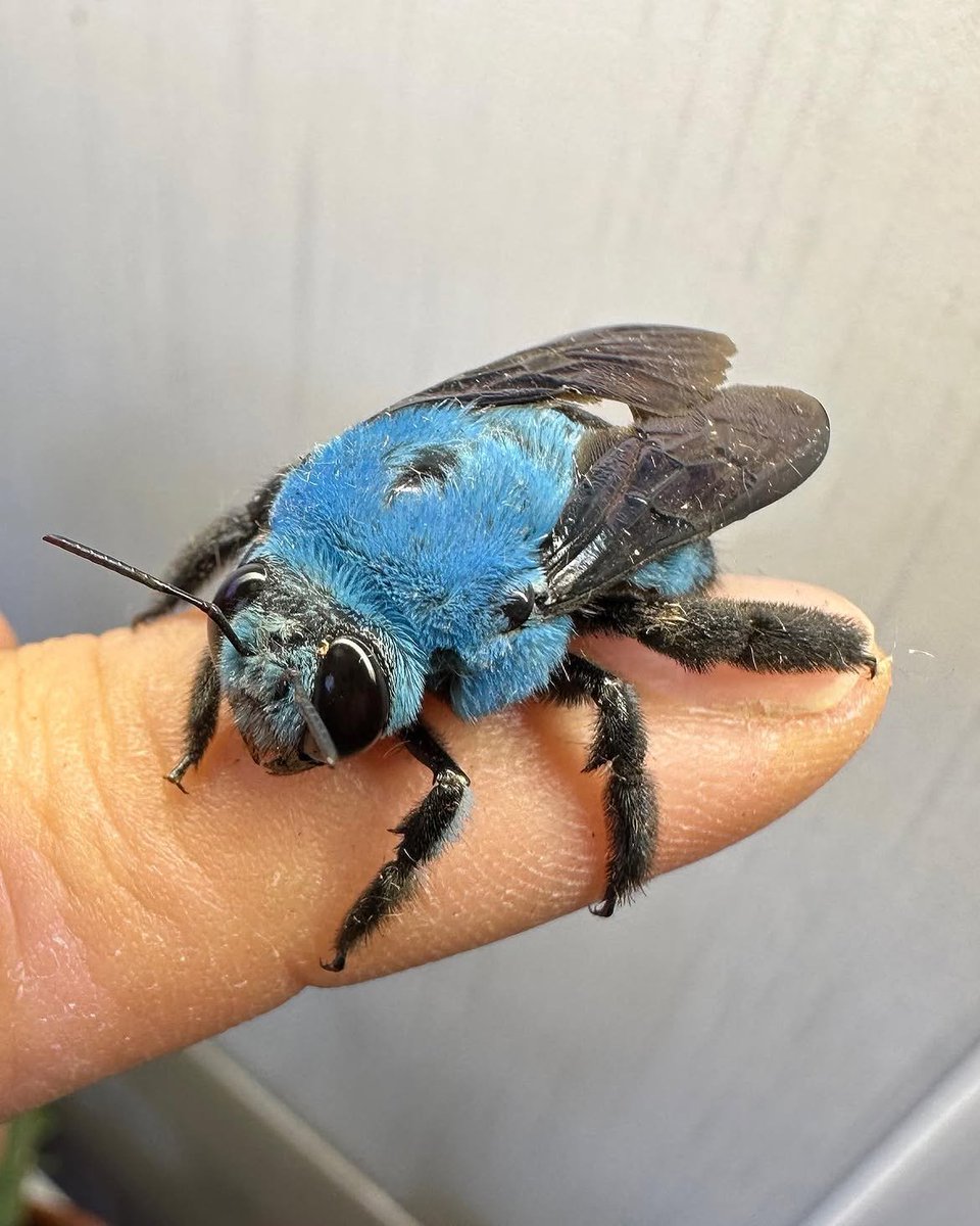 Bio_comunidad's tweet photo. Las abejas azules sí existen. 🐝💙

Se conocen como abejas carpinteras azules y habitan en el sudeste asiático. A pesar de su gran tamaño y su llamativo color azul metálico, son solitarias, tranquilas y rara vez pican si no se sienten amenazadas. https://t.co/35ziJquoAa