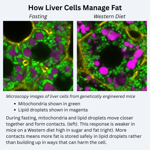 theNCI's tweet photo. Researchers at NCI uncovered how liver cells decide whether fat is stored safely or becomes harmful—a key step toward understanding fatty liver disease and cancer. Fundamental discovery, multidisciplinary collaboration, and prevention-focused science are how we move cancer research forward. Learn more: https://t.co/RhAj8fq7lw