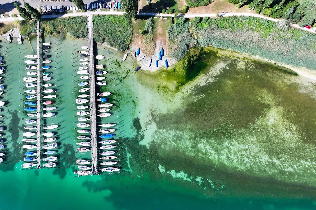 ScherhagThomas's tweet photo. historischer Tiefstand am Bodensee❗️

Der Wasserstand ist derzeit historisch niedrig und zwar nicht nach Gefühl, nicht nach einem geschickt fotografierten Ufer und auch nicht nach der Farbe des Wassers im Lindauer Hafen, sondern nach Messdaten.

Am 4. August lag der Pegel Konstanz bei 286 Zentimetern.

Das sind:
– 94 Zentimeter weniger als im Mittel für diesen Kalendertag  
– 19 Zentimeter weniger als beim bisherigen Tiefstwert eines 4. August im Jahr 1949  
– der niedrigste für diesen Tag gemessene Stand seit Beginn der amtlichen Auswertung im Jahr 1850

Dennoch - der Bodensee ist nicht verschwunden. Er wurde auch nicht heimlich ausgestöpselt und nein, das ist kein absoluter Allzeit-Tiefstand. Im Winter und frühen Frühjahr wurden schon niedrigere Pegel gemessen. 
Ungewöhnlich und rekordverdächtig ist aber der Zeitpunkt: Der Bodensee führt normalerweise im Frühsommer und Sommer besonders viel Wasser, weil Regen und Schneeschmelze aus den Alpen den See speisen. Das fiel diesmal aus.

Und das Niedrigwasser hat längst praktische Folgen:
• Erste Häfen laufen trocken. In Gaienhofen-Horn waren zuletzt nur noch etwa 20 Prozent der Liegeplätze nutzbar; die Sliprampe lag bereits trocken. In Iznang, Nonnenhorn, Fischbach und weiteren Häfen müssen Boote verlegt oder vorzeitig aus dem Wasser geholt werden.

• Ausweichplätze werden knapp, weil auch die tieferen Häfen zunehmend voll sind.
• Einzelne Landungsstellen können nicht mehr oder nur noch eingeschränkt angefahren werden. In Langenargen fallen wegen des Niedrigwassers Abfahrten aus. 
• Mannenbach kann bei einzelnen Angeboten bis auf Weiteres nicht bedient werden. 
• Zwischen Stein am Rhein und Diessenhofen besteht bereits ein Streckenunterbruch.
• Kursschiffe müssen langsamer, vorsichtiger und mit größerem Abstand zum Ufer anlegen. Das führt zu Verspätungen und erschwert teilweise den Ein- und Ausstieg.

Und der Pegel soll weiter sinken❗️ Damit werden voraussichtlich weitere flache Häfen und Anlegestellen wegfallen.

Die unmittelbaren Ursachen sind bekannt
monatelange Trockenheit, wenig Schnee im alpinen Einzugsgebiet, entsprechend wenig Schmelzwasser, außergewöhnlich geringe Zuflüsse und hohe Verdunstung. Der Alpenrhein führte am 4. August nur rund 96 Kubikmeter pro Sekunde  aber üblich wären zu diesem Zeitpunkt etwa 247 Kubikmeter.

Ist damit jeder einzelne Zentimeter „vom Klimawandel verursacht“?

Es wäre unwissenschaftlich, den Zusammenhang zum Klimawandel grundsätzlich zu leugnen: Wärmere Winter bedeuten weniger als Schnee gespeichertes Wasser, eine frühere Schneeschmelze verschiebt den Zufluss in Richtung Frühjahr, und höhere Temperaturen steigern die Verdunstung. Genau dadurch werden sommerliche Niedrigwasserlagen wahrscheinlicher und problematischer.

"Aber der Bodensee hat schon immer geschwankt. 😩"
Richtig aber entscheidend ist nicht, ob es früher ebenfalls Niedrigwasser gab. Entscheidend ist, ob sich Zeitpunkt, Häufigkeit und Intensität solcher Ereignisse verändern.

Und nein: Ein Foto von einem Hafen in Lindau, in dem noch Wasser zu sehen ist, widerlegt keine Messreihe seit 1850.

Es beweist lediglich, dass der Fotograf eine Stelle gefunden hat, an der noch Wasser steht.
