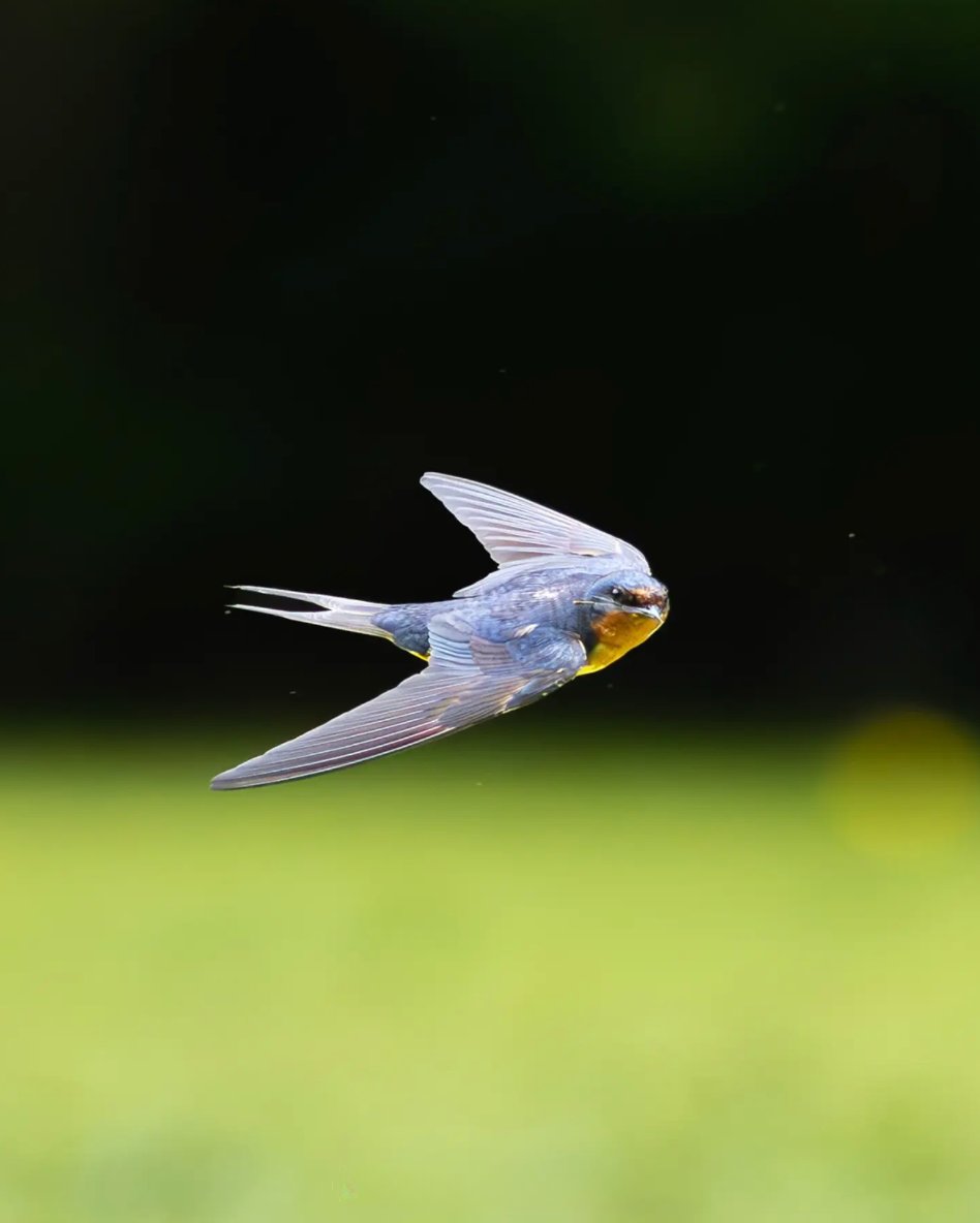 prospect_park's tweet photo. Catch us if you can this #WildlifeWednesday! ⚡ Barn Swallows are notoriously difficult to photograph, but IG user unbound_gaze captured these agile flyers in stunning detail. Reaching speeds up to 35 mph, they're among the fastest birds you'll spot in Brooklyn's Backyard. https://t.co/Ga7rhf7Xr4
