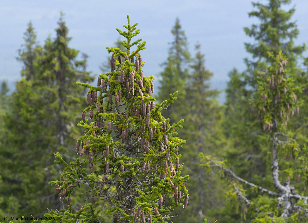 MarkkuRiihinen's tweet photo. The top of a spruce tree
#Paljakanvaara #Kainuu
#Hyrynsalmi #Finland
#photography #summer #travel #matkailu #valokuvaus #kesä #tree #puu #SpruceTree #kuusi #cone #käpy #SpruceCone #nature #luonto https://t.co/W49q7FgQBs