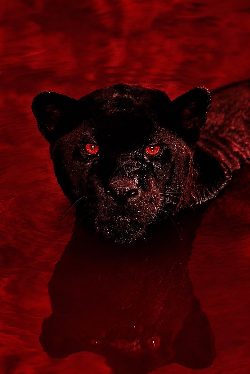 martinFLA81's tweet photo. Eu não minto pra vocês. Luiz Henrique sempre quis jogar no Flamengo, e o clube já sabia disso faz tempo.

Não era sobre “se”, mas quando.
É só o fluxo natural das coisas…

PANTERA 🙅🏿‍♂️🐆 https://t.co/KDBSx1Nojq