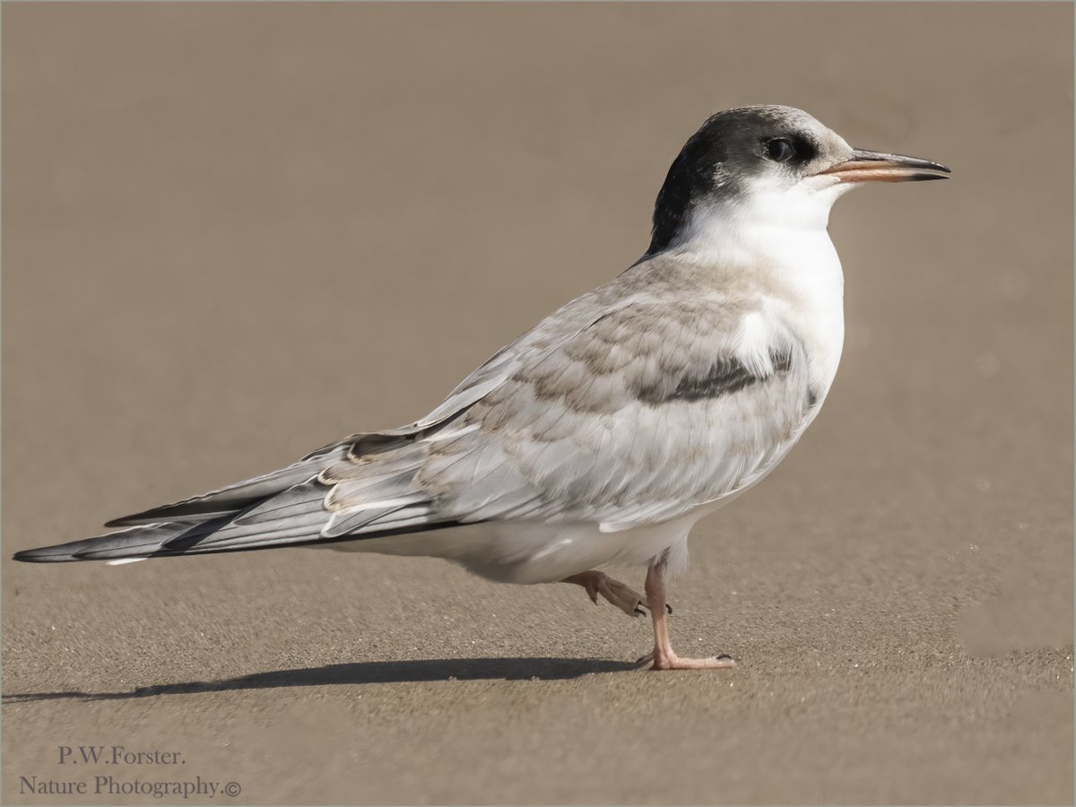 paul230156's tweet photo. @teesbirds1
@clevelandbirds
@DurhamBirdClub
@YWT_North
Juv Common Tern from South Gare .
@YorksWildlife
@NTBirdClub
@wildlifemag01
@YorkBirding
@waderquest
#Nikon
@Waderworld1
@birds
#terns
@BirdWatchingMag https://t.co/9rS9u2XbL1