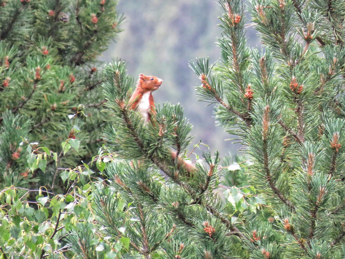 Jordisolerramio's tweet photo. Esquirol☺️ del parc nacional d’aiguestortes i sant maurici
Un lloc meravellós https://t.co/0VOgEfG9dR