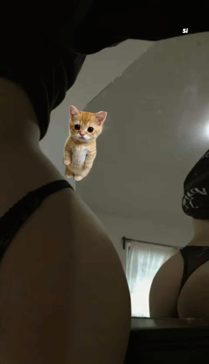 Leylakaun's tweet photo. Miren el gato esta super bonito me encantó https://t.co/SsyDn4ohKf