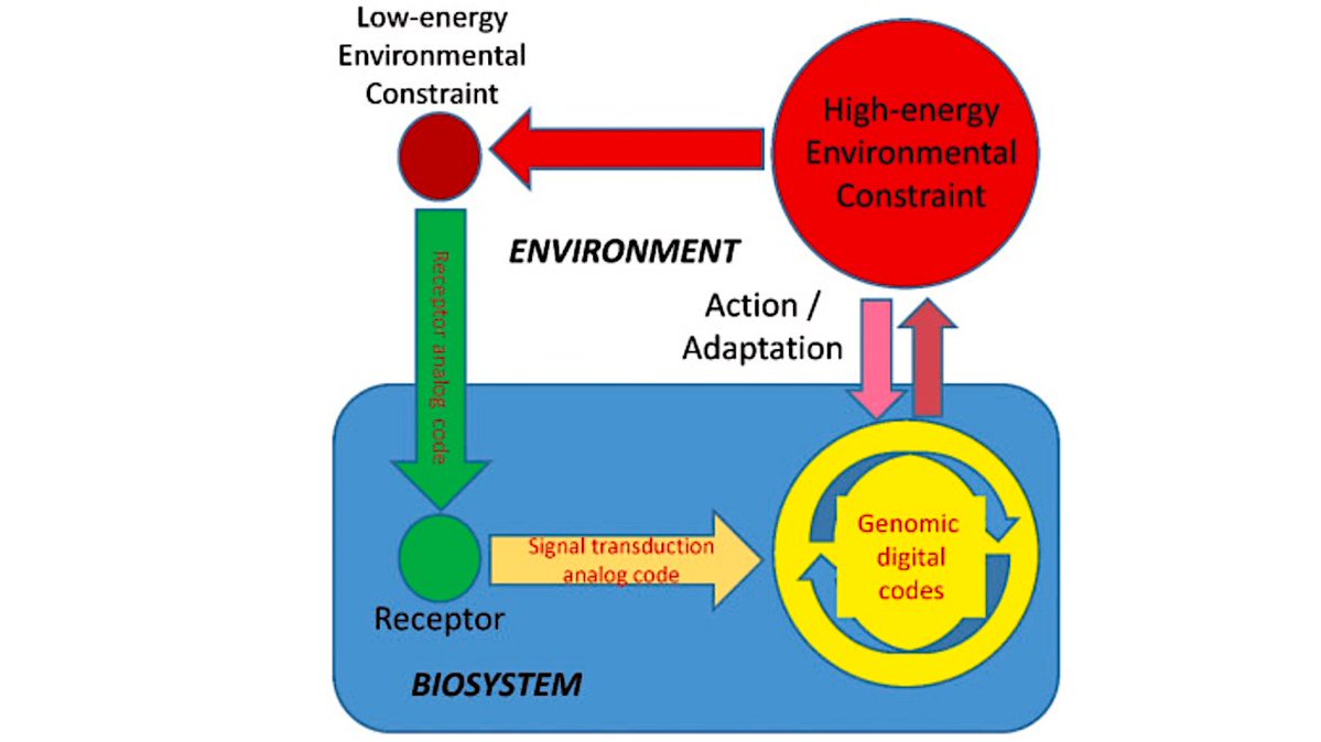 astrobiology's tweet photo. Codepoietic Biological Evolution: From The Origin Of Life To Eukaryogenesis
https://t.co/JsnpxySYjP #astrobiology #originoflife https://t.co/GY1W5PpmHd