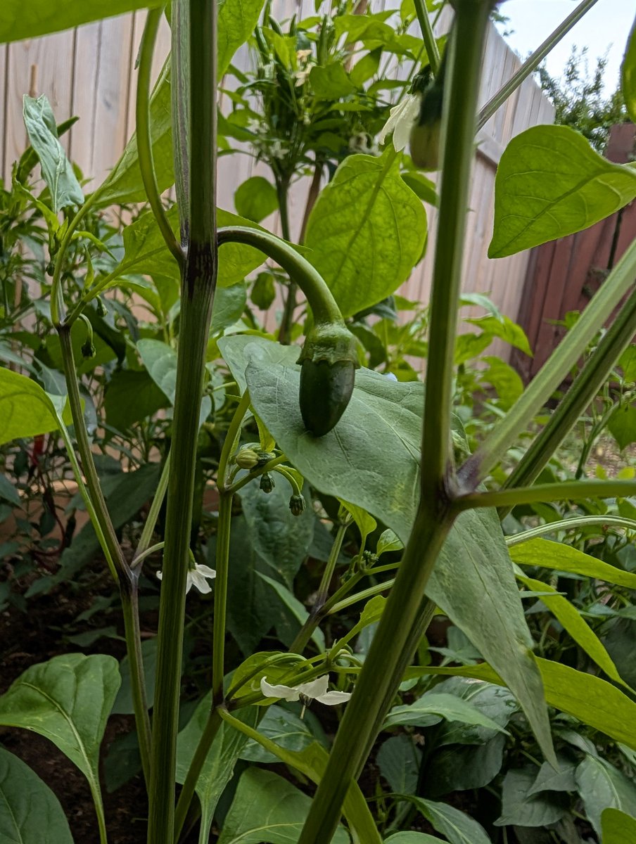 pinkerneonnova's tweet photo. Jalapeno peppers! https://t.co/x4sGgVG3tD