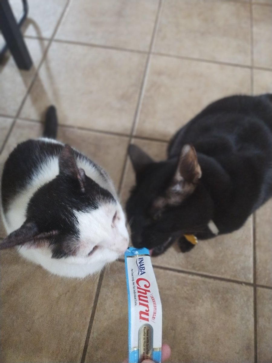 TheStabby's tweet photo. She got churu for being a good girl at the vet (toast is a freeloader) https://t.co/ajQ0oJeVrx