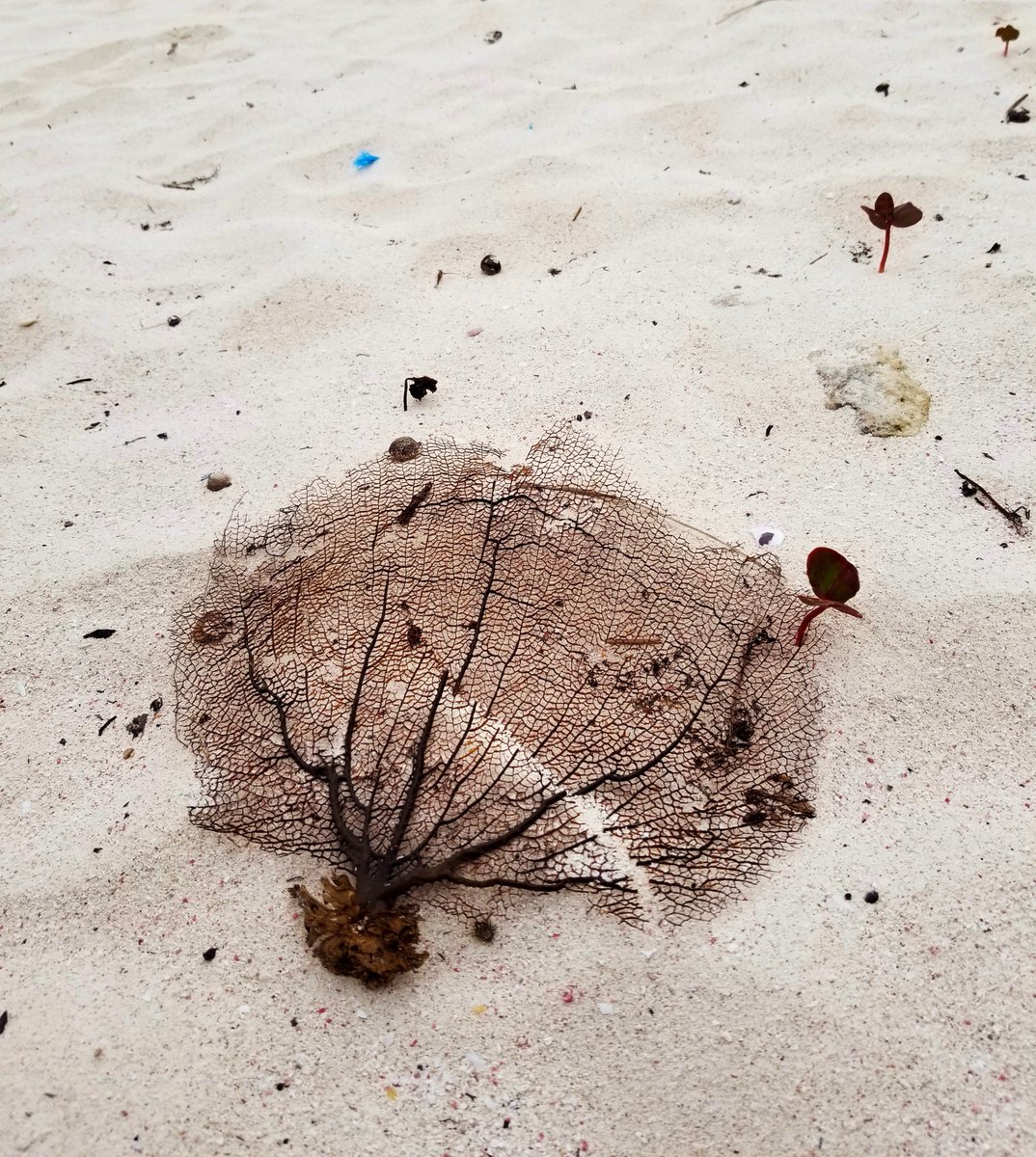 LindaPeters64's tweet photo. Sand between my toes, always takes away my woes...
Share your #Top4Sand ๐ธ
Tag #Top4Theme host:
@obligatraveler https://t.co/YRibvl5lAV
