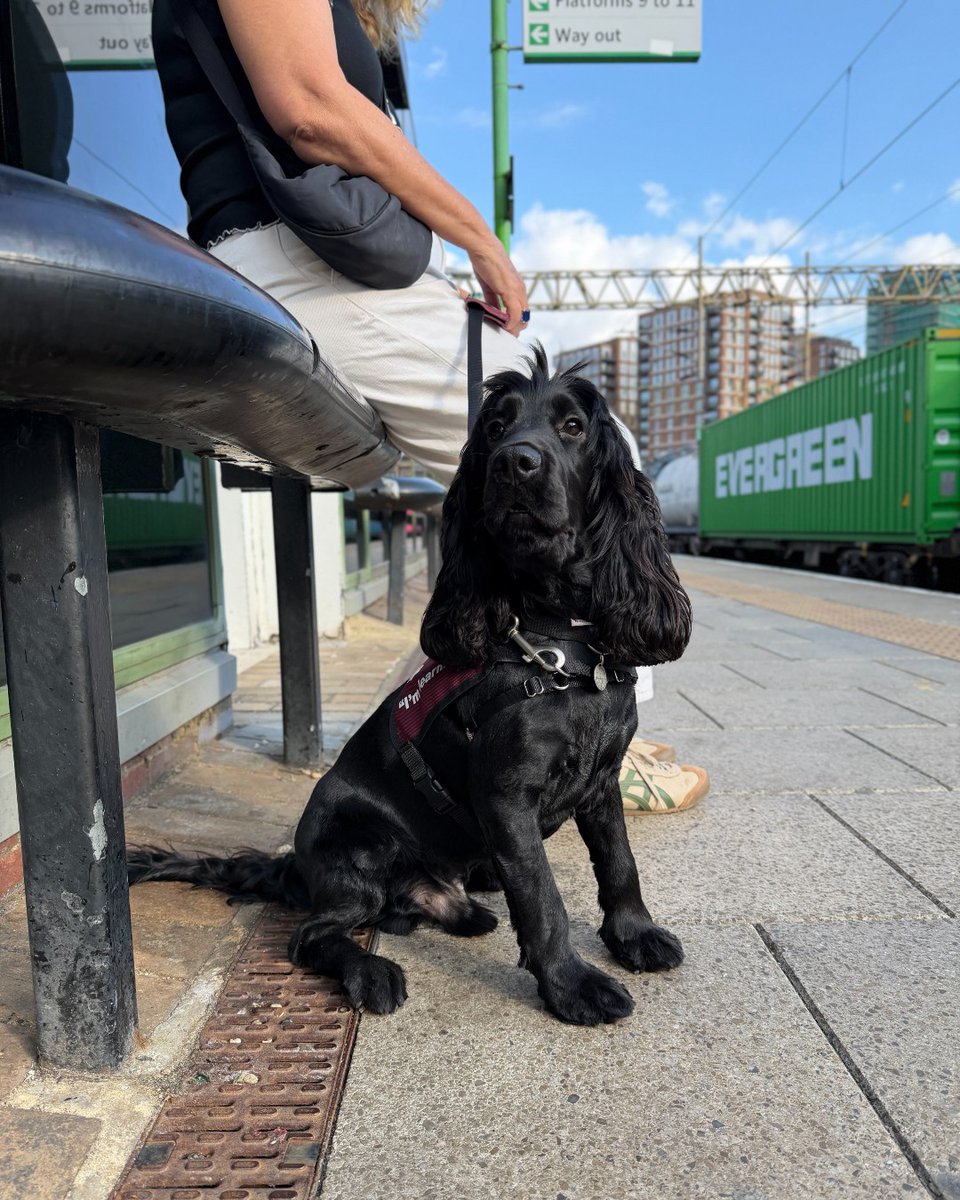 HearingDogs's tweet photo. All aboard 🚂

Clever Kasper has taken his first trip on the train as part of the third stage of his hearing dog training.

Not fazed by the unusual movement, Kasper took it all in his stride!

Well done Team Kasper 🎉 https://t.co/evoeZGNCrP