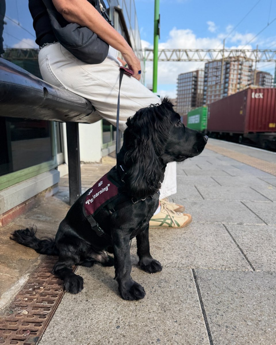 HearingDogs's tweet photo. All aboard 🚂

Clever Kasper has taken his first trip on the train as part of the third stage of his hearing dog training.

Not fazed by the unusual movement, Kasper took it all in his stride!

Well done Team Kasper 🎉 https://t.co/evoeZGNCrP