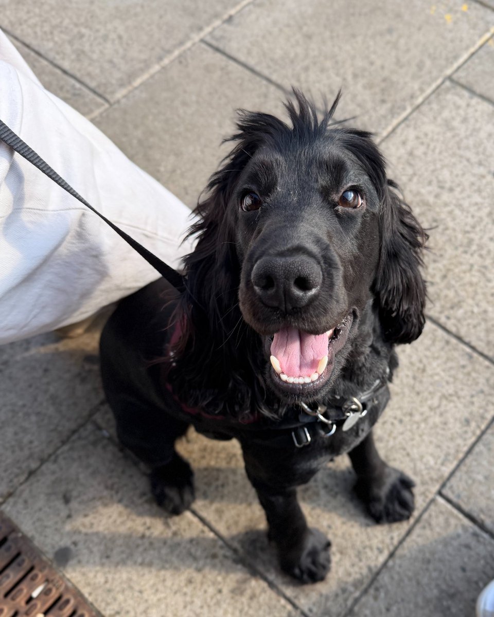 HearingDogs's tweet photo. All aboard 🚂

Clever Kasper has taken his first trip on the train as part of the third stage of his hearing dog training.

Not fazed by the unusual movement, Kasper took it all in his stride!

Well done Team Kasper 🎉 https://t.co/evoeZGNCrP