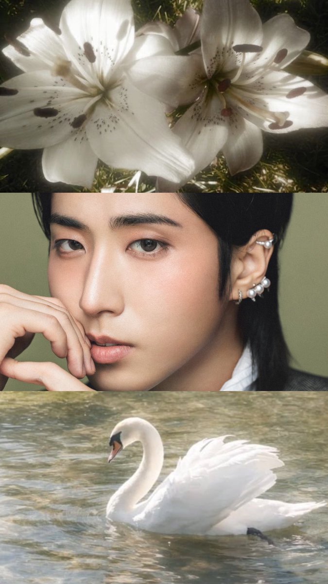 HanAceSung's tweet photo. ⋆.˚🦢⋆˚⊱ #HAN ⊰˚ https://t.co/VonSPa92rf
