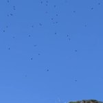 Photo by Gib Nature Reserve (@GibReserve)