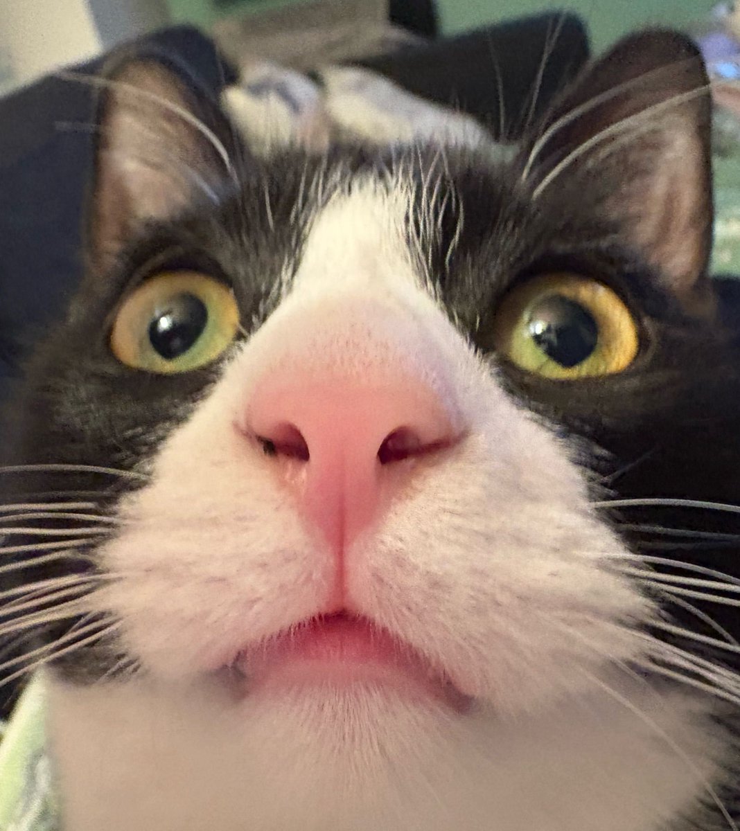 StarwhalVT's tweet photo. When are we supposed to stop feeling sad about the pets we’ve lost? It’s been over a year since I lost my baby boy Louie and it still feels so fresh. If I don’t think about him I can’t enjoy all the wonderful memories, but if I do, I cry. 😭 

He was such a goofball, please let my silly guy bless your feed and brighten your day.
