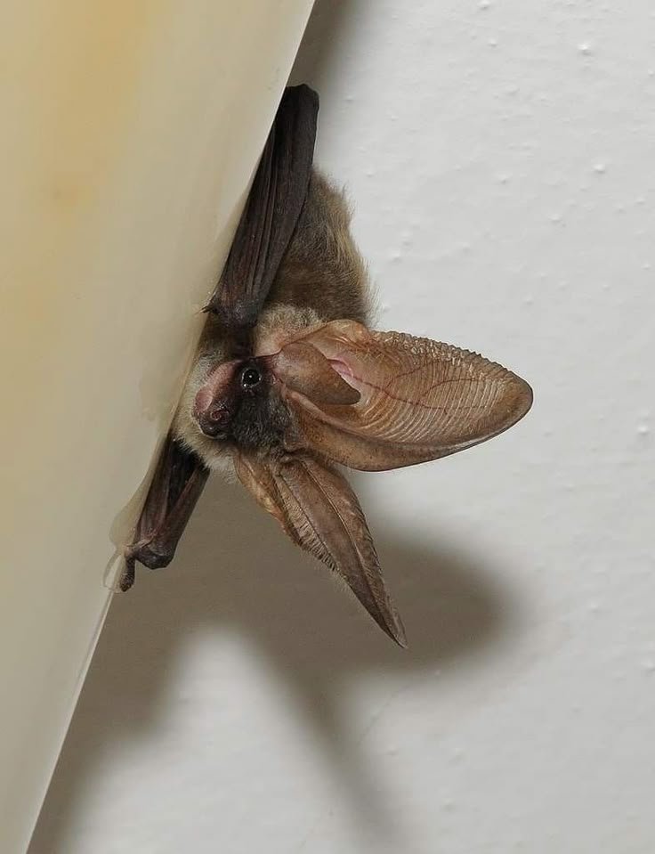 batincrisis's tweet photo. Good night!!! 🦇 https://t.co/HoNXpBHaxQ