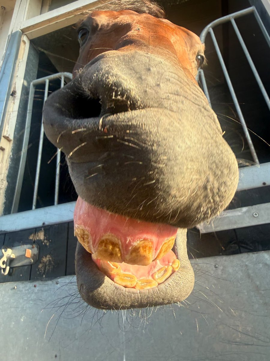 dylancunha_uk's tweet photo. Luminous Warrior happy with himself after winning again today 🥇 🥇 🥇 https://t.co/ev8pFih1ta