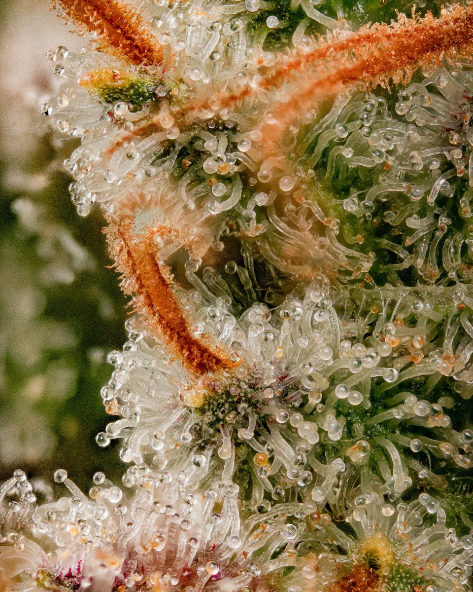 paradiseseeds's tweet photo. 🌱 Good things take time...and sometimes the smallest details are the biggest reward.

What's your favorite growing stage?

📸 Dutch Kush

#paradiseseeds #paradiseseedscommunity #growerlife #DutchKush https://t.co/xAFuOnbGZG