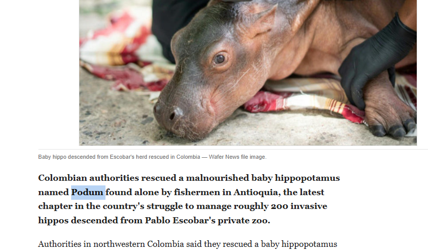 DellyTheDev's tweet photo. Hippo is named "Podum"

ITs legit written here! We sending not even his name to 120k???

https://t.co/y6eH4Ai3Kj https://t.co/1BMJ3cS3tC