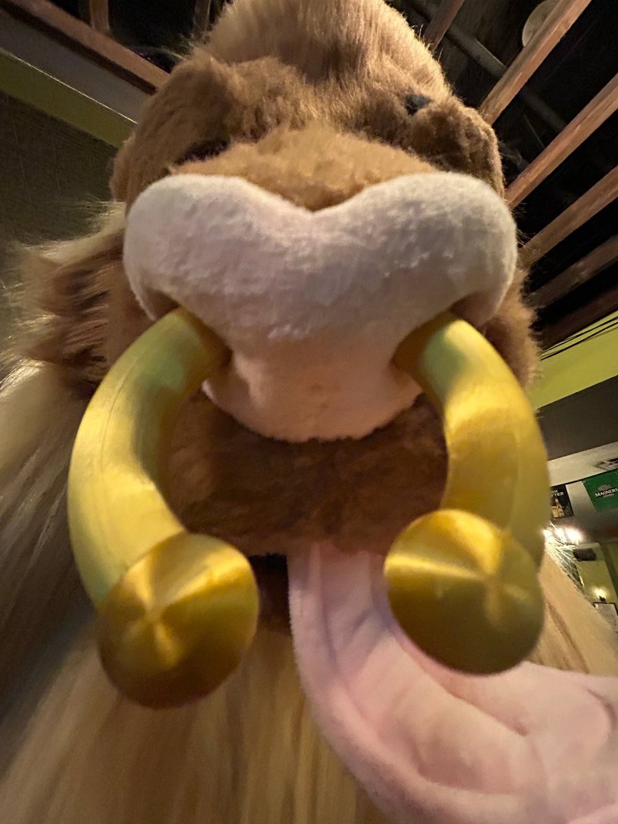 LionBoyTy's tweet photo. How to find this “zebra” at @Furrydelphia (Thurs-Sat)

Come up, say hi, ask for photos… you know the deal. Keep your eyes out for the cat bowl on Saturday, as I’ll be handing out some Halloween trinkets 👀 

#furry #fursuit #furrydelphia #FD2026 https://t.co/DmP3dVFww8