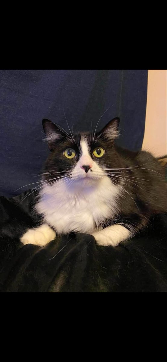 SavingHopeResc's tweet photo. These two girls just lost their person, and the remaining family reached out to us for help. We need a foster for them while we work on finding them a new forever home, somewhere where they can decompress while they process this sudden change.

#cat #animalrescue #foster #adopt https://t.co/I2E9ozQGLV