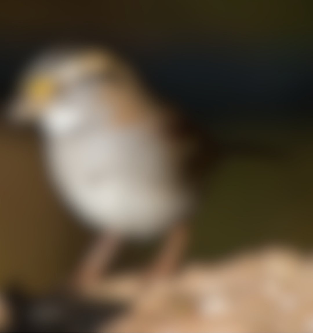 WildBirdYYC's tweet photo. ๐ฆ Guess the Bird of the Week!
๐ Look closely for:
๐ธ Black-and-white striped head
๐ธ Soft gray breast
๐ธ Slender bill
Can you guess this bird?
#BirdOfTheWeek #TheWildBirdStore #YYCBirding https://t.co/bUtxSX1mnN