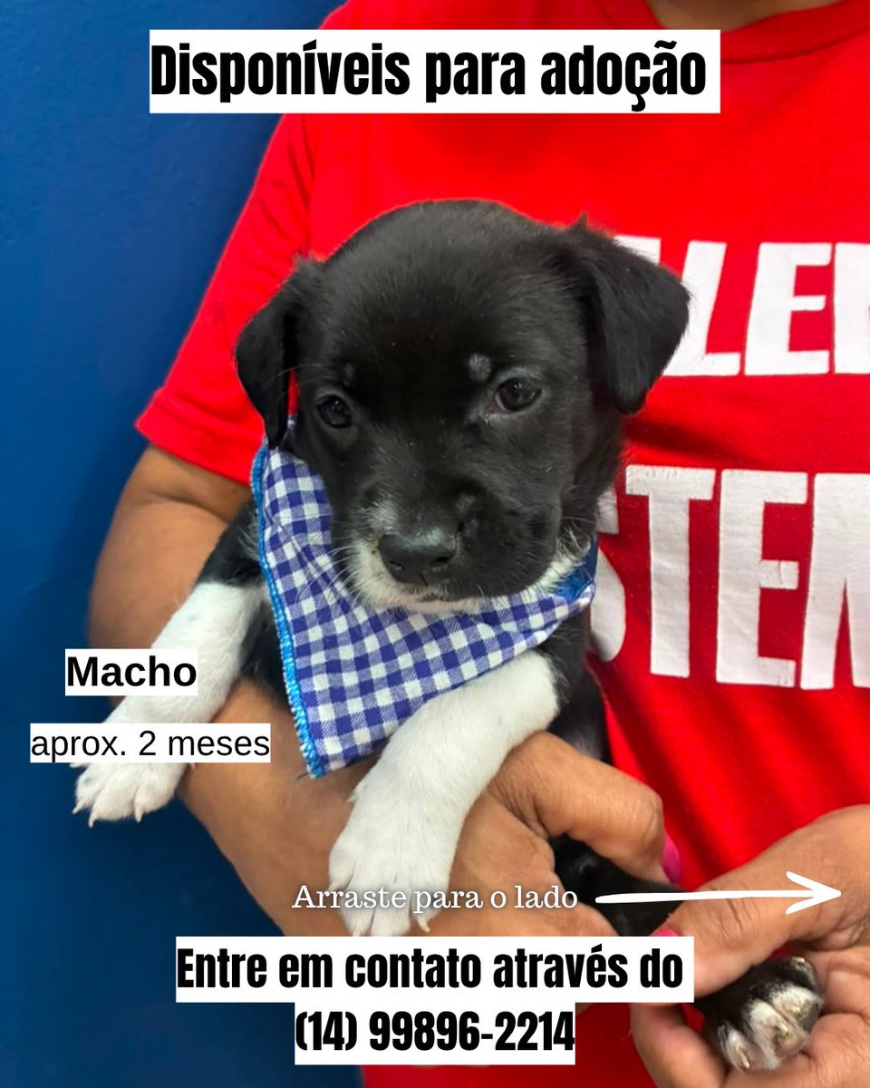 DeboraLopesMV's tweet photo. Eles foram para o evento de adoção, mas não foram adotados 😭🙏🏻

Todos esses lindos filhotinhos estão disponíveis para adoção, todos com a castração garantida 🙏🏻♥️
Para adotar, entre em contato através do (14) 99896-2214 e faça a sua entrevista https://t.co/0mCkeQSzld