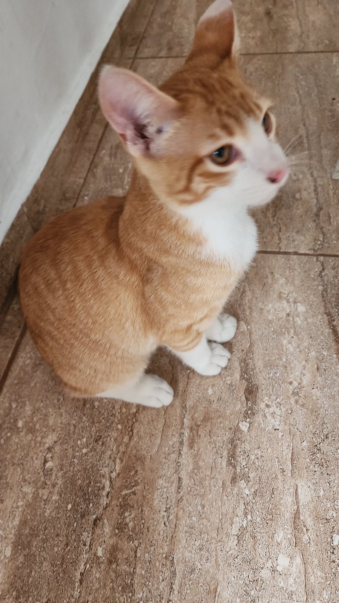 fambroesinha's tweet photo. gente deixei a porta aberta 2 minutos e agora tem um gato a mais na minha casa???? DE QUEM É ESSE GATO https://t.co/O0JbKjJFi8