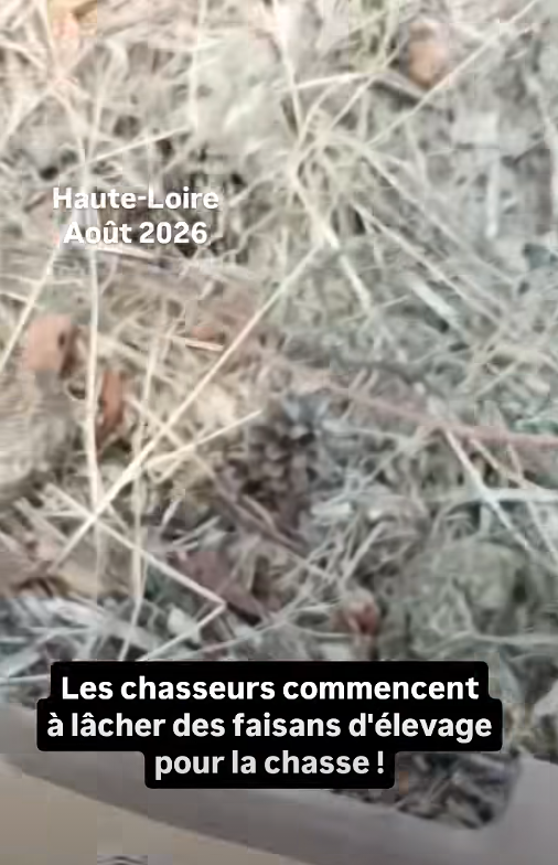 ChasseAbolition's tweet photo. les tueurs merde in #france !
ces inutiles ne sont bons qu'à tuer la nature !
https://t.co/DhBwLjHebq
#chasse #chasseur #plaisirdetuer #sadisme https://t.co/zSh3HnQIX3