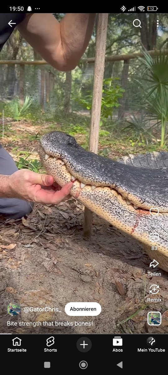 Regentaucher1's tweet photo. @SpahnCameron The holes seem to individually tailored to one upper tooth each, kind of like the holes some alligators inflict on them self today.
Does this imply theropods had some sort of soft keratin around their lower jaw that was to be deliberately penetrated by the growing upper teeth?! https://t.co/hzqKrVyqZr