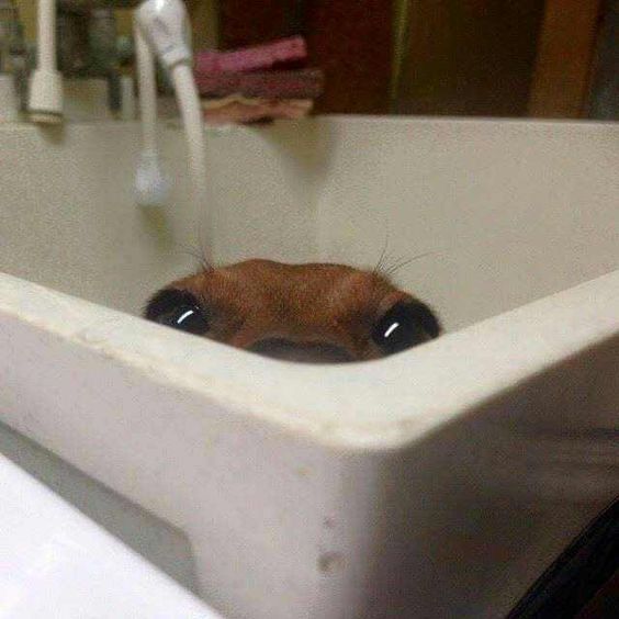equine__dentist's tweet photo. can i come over and stare at you like this https://t.co/Uim6faP5tX