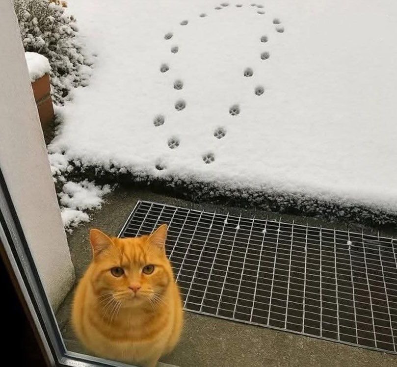 Catslover790's tweet photo. Since it seemed like you wanted to go for a walk, I took you outside, and this is what happened. https://t.co/FQe8PP3UDO
