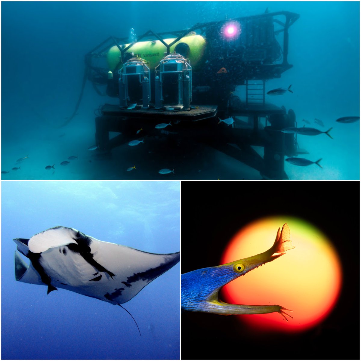 Scuba_Directory's tweet photo. The August Newsletter is out! 🌊
This month:
✅ 10 Best Dive Sites in Bali
✅ August Dive Brief
✅ DEEP's underwater habitat
✅ Teen wins an underwater photography award
🔗 Sign up here: https://t.co/cD2gIa9lyW
#DiveNews #paditv #ScubaDivingMag #PADI #scubadivelife #scubadive https://t.co/YGSy3HWV24