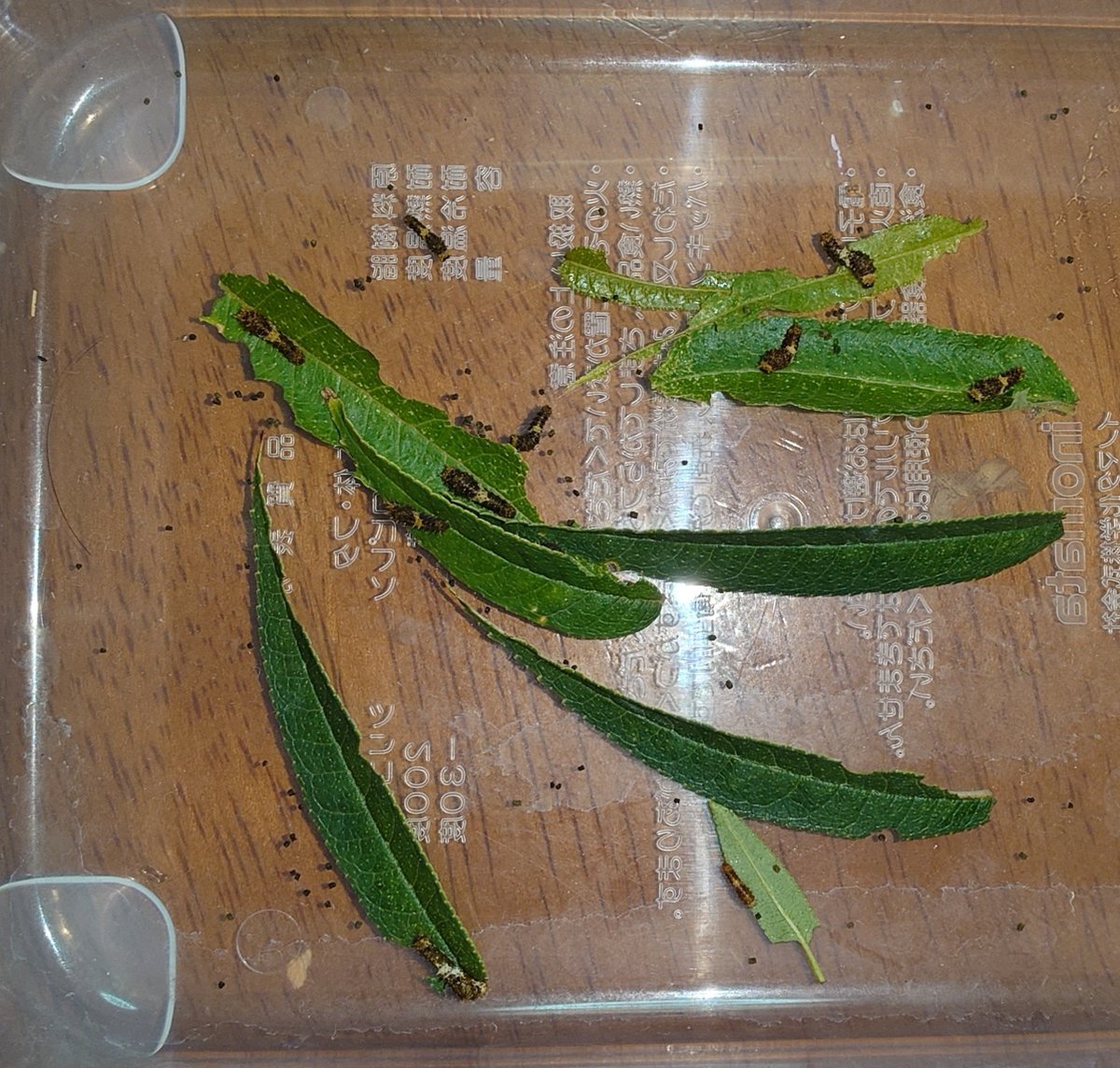 Sima6464's tweet photo. ベランダで数匹の幼虫を発見しました。
ここ最近、外で蝶が飛んでいるのを見なかったのですが、いつの間にか、産卵しに来ていたようです。
最近、4世代目最後の幼虫が星になってしまったため、イモムシの飼育は止まって��たので、嬉しい発見でした。
#ナミアゲハ
#アゲハチョウ
#蝶 https://t.co/tsGOSJAWfq