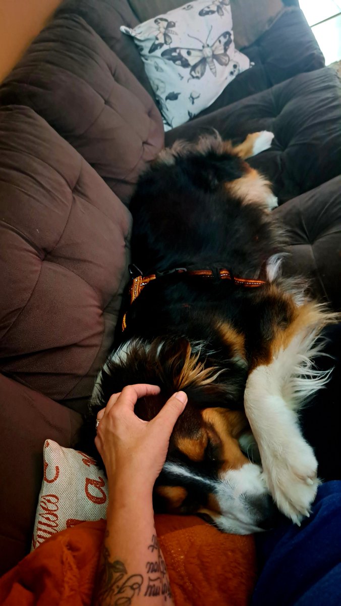 InkedDeviant's tweet photo. She's Just The Sweetest Girl. Ever...
#MissEmma #AustralianShepherd #DogAuntie #afternoonnaps https://t.co/U9yNcGyaMR