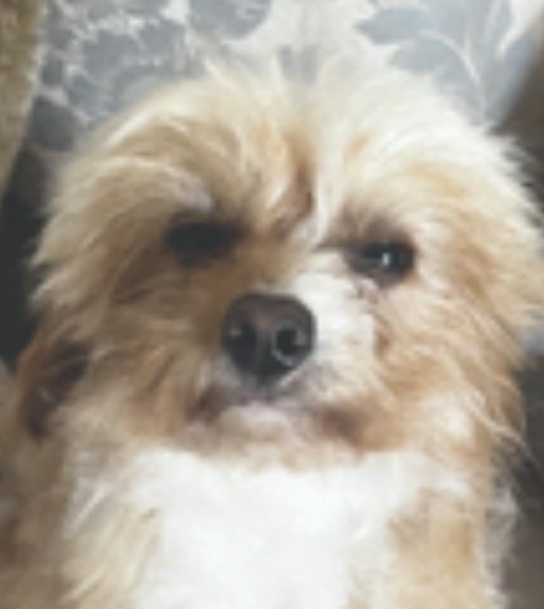 millypod1's tweet photo. 🆘3 AUG 2026 #Lost Hope #ScanMe
Small Cavapoo Female
Ran off down Jesmond Road #Darlington #DL1
#CountyDurham
Hope is a Cavapoo she’s small, timid and shy also very nervous
https://t.co/xcon87Wwk3 https://t.co/zhTIGZ2ILG