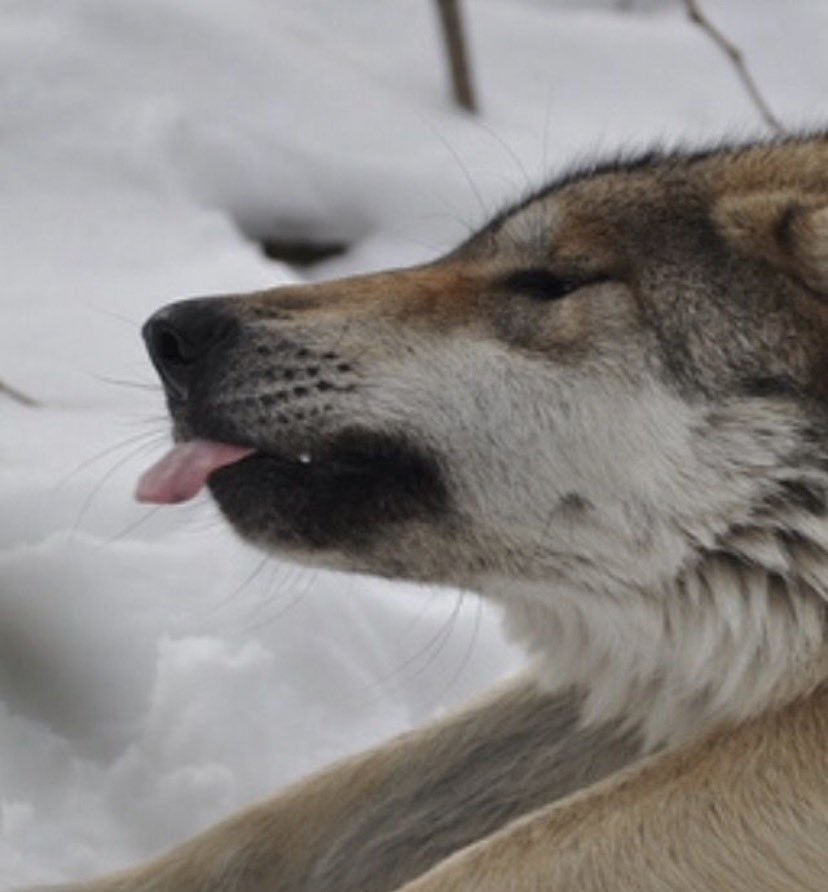 CAGEDHOUNDZ's tweet photo. blleeeehhh… i can… almost… reach it…!! blehhhh… owner.. this snow is freezing my tongue… https://t.co/2msVLAkiWo